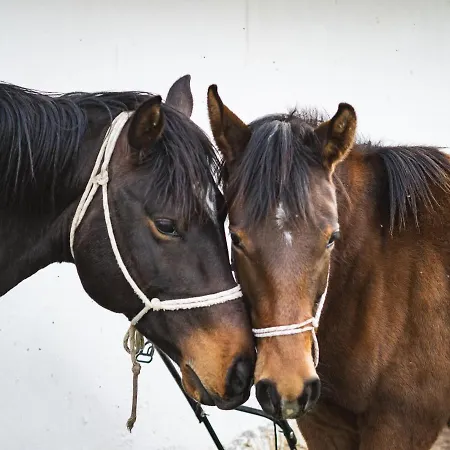 Вилла за гости намасте с панорамна гледка и камина на дърва Ловеч