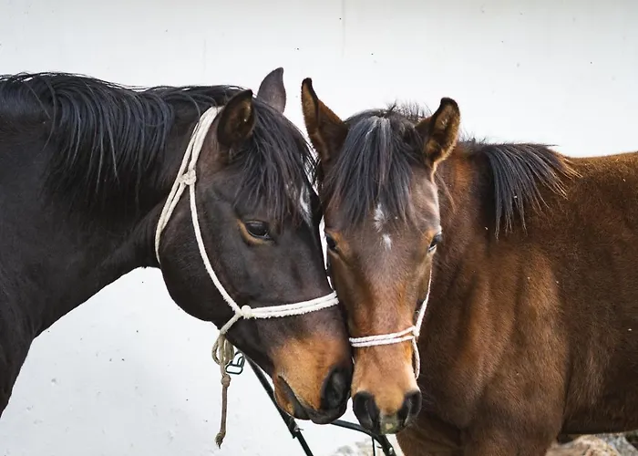 ヴィラ ферма 